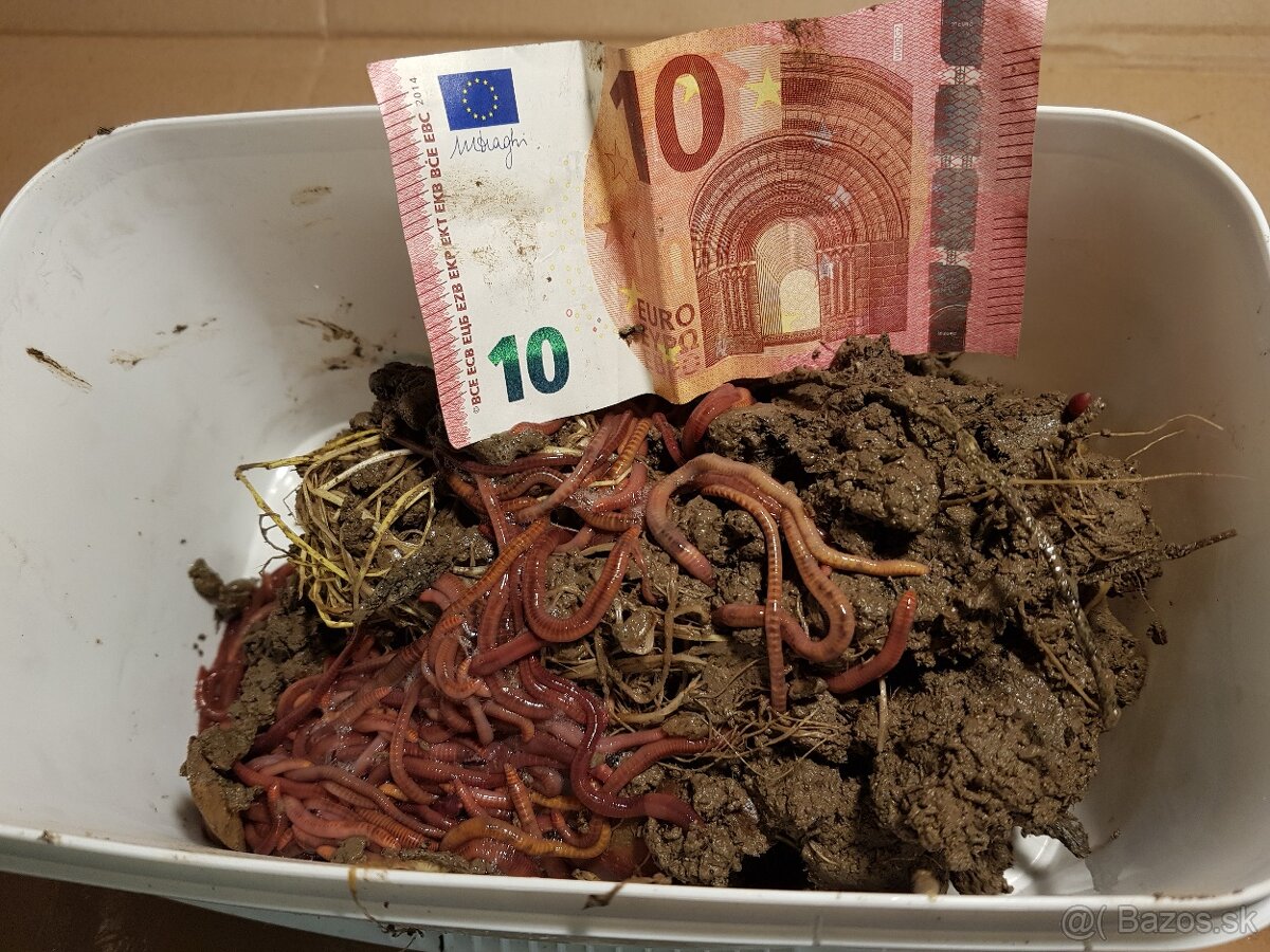 Predam Kalifornské Dážďovky 350ks len za 10€ - 4