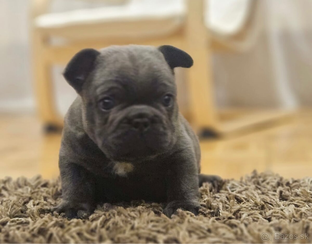 Francúzsky buldoček - 4