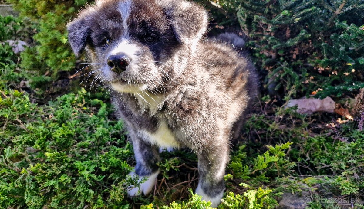 Akita inu, pejsek s PP. - 4