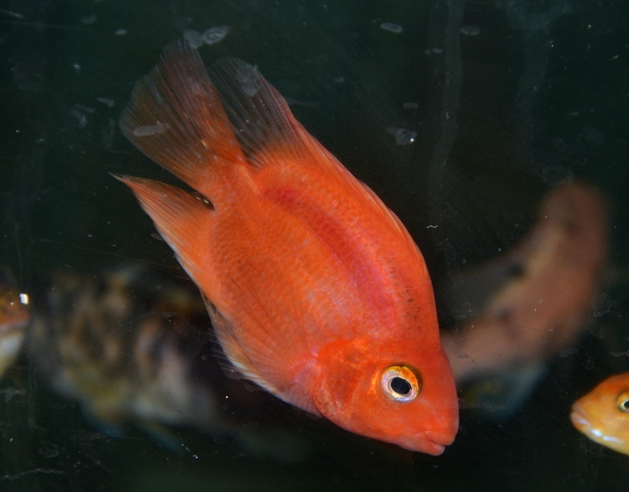 Americké cichlidy - 4