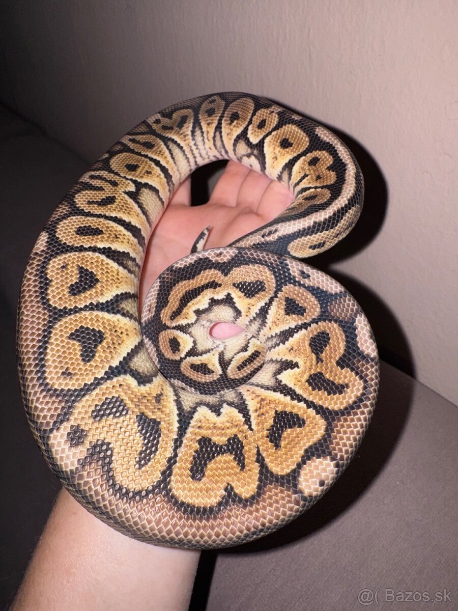 Python regius - 4