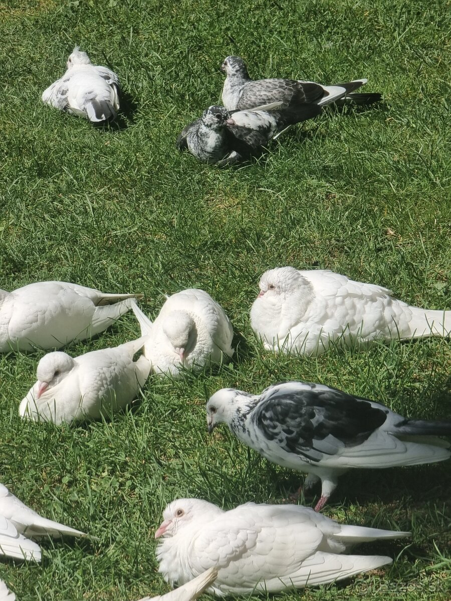 BIELE POŠTOVÉ HOLUBY - 4