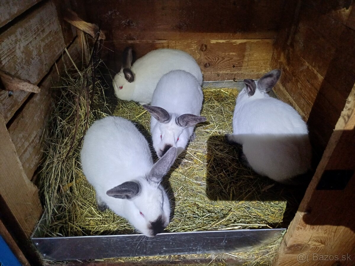 Kalifórnsky králik - 4