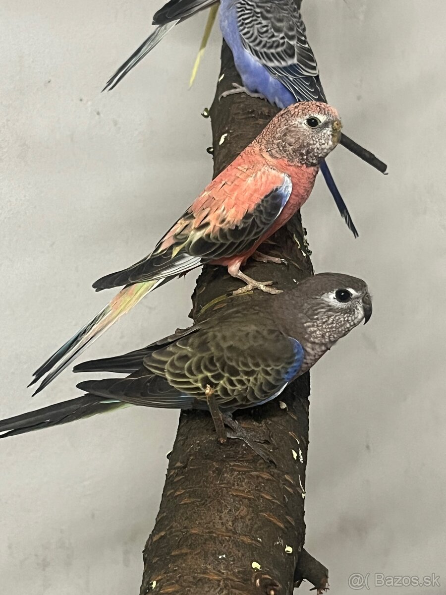 Neofemy búrkové prírodne , lutino , - 4