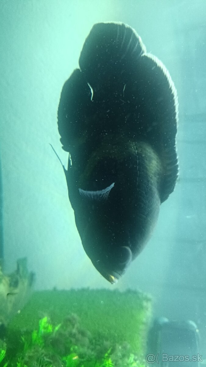 Astronotus ocellatus - 4