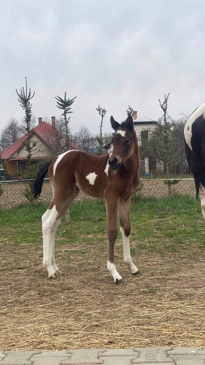 Výnimočná kobylka na predaj - 4