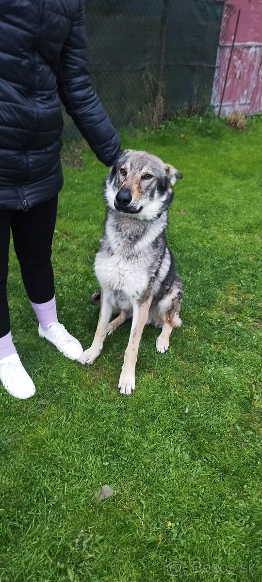 Československý vlčiak - 4