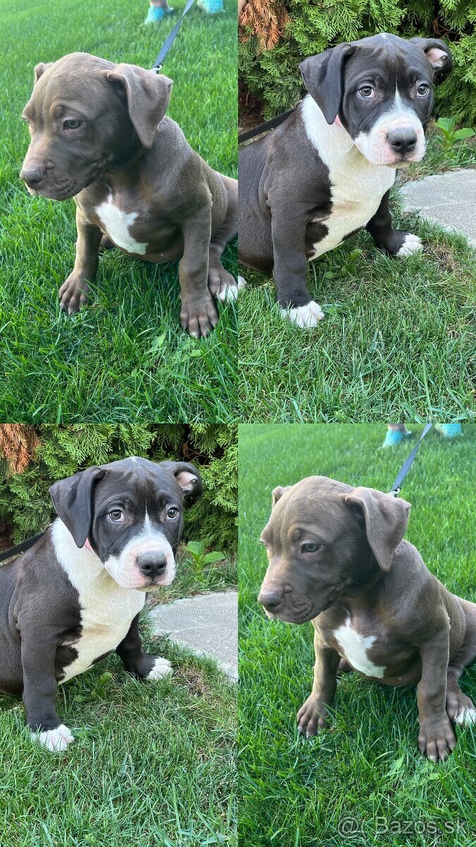 XL american bully puppies🥹 - 4