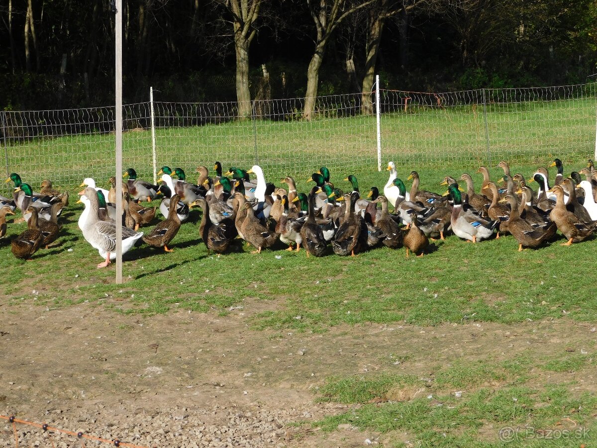 Predám ruanské kačky - 4