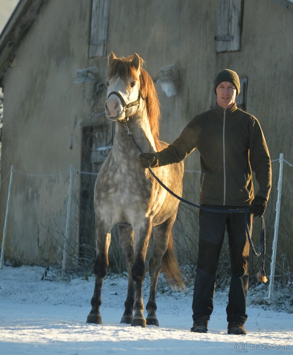 Zrebec pre sezonu 2026, pony - 4