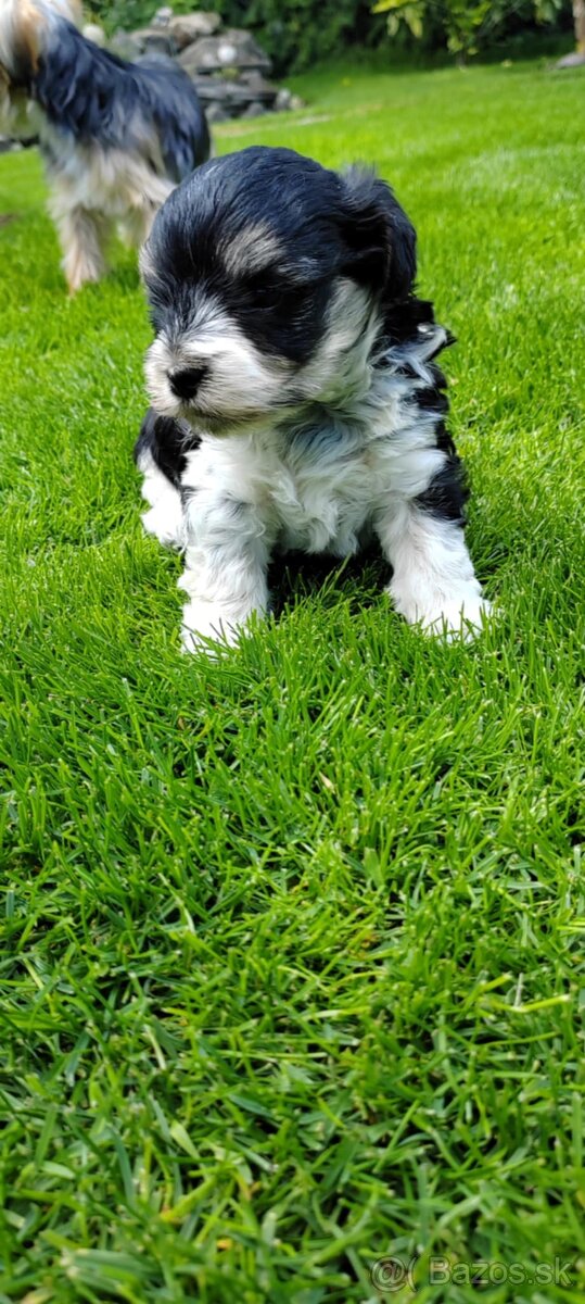 BIEWER YORKSHIRE - 4