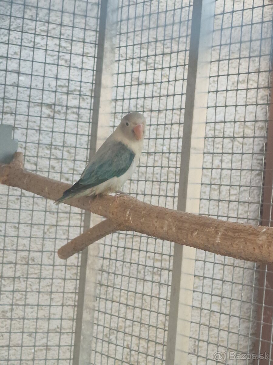 Agapornis fisher - 4