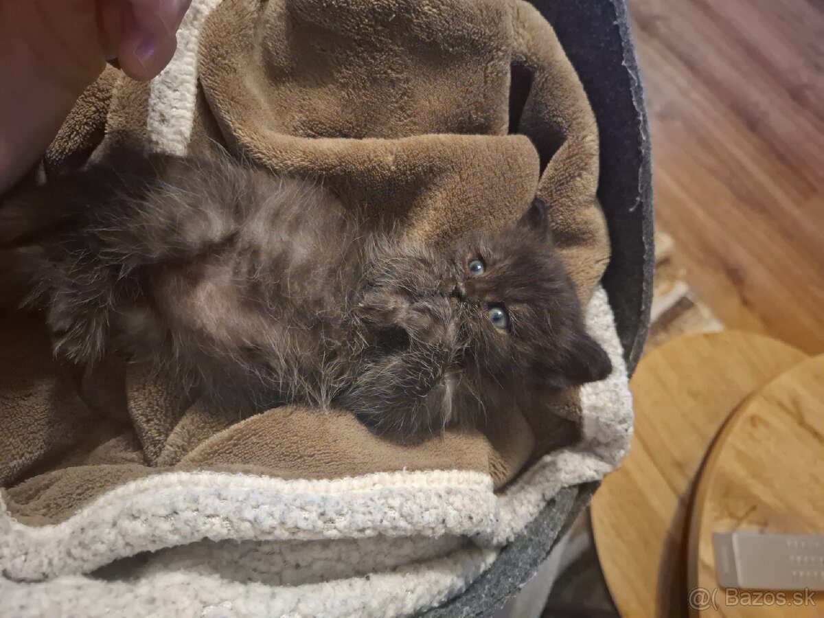 Darujem mačiatko - 4