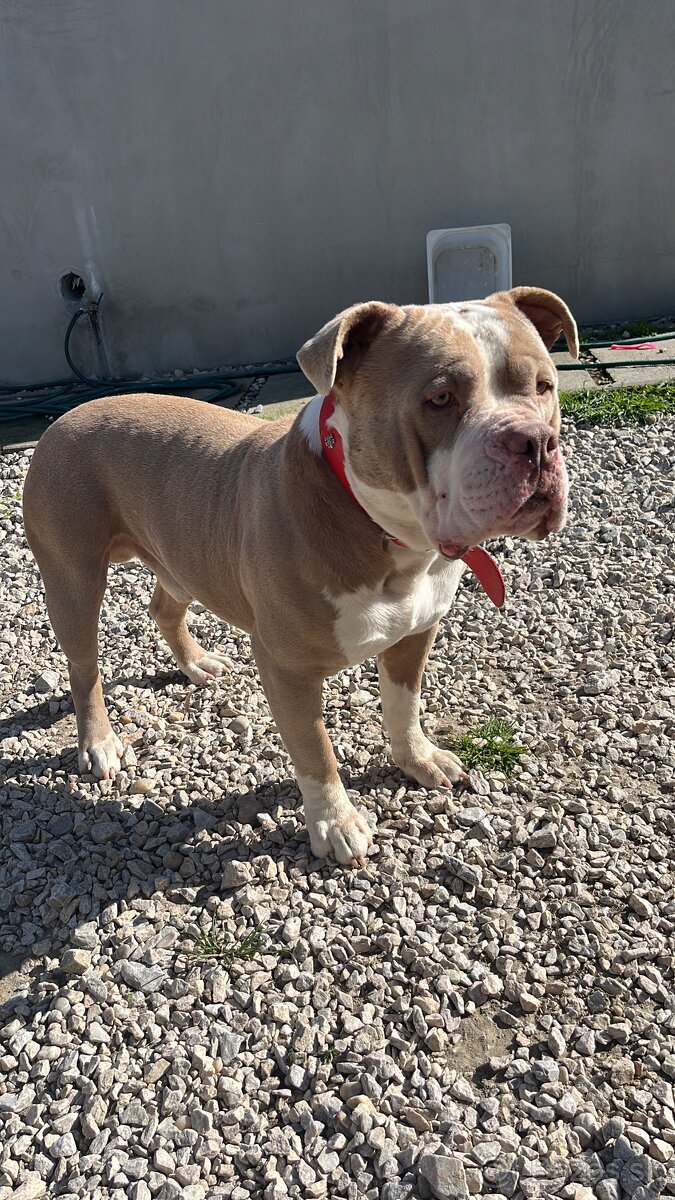 American Bully standart - 4