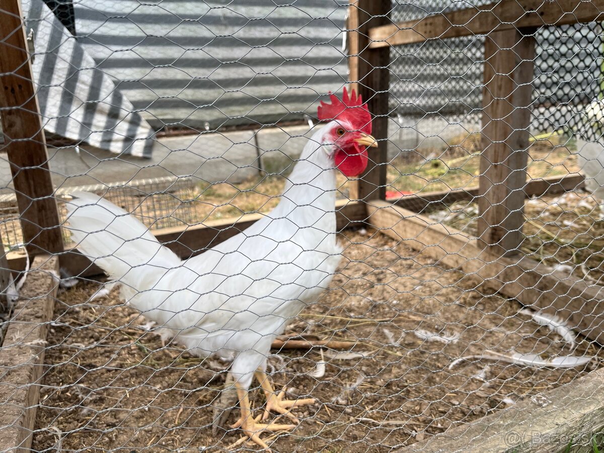 Mlady leghorn kohut - 4