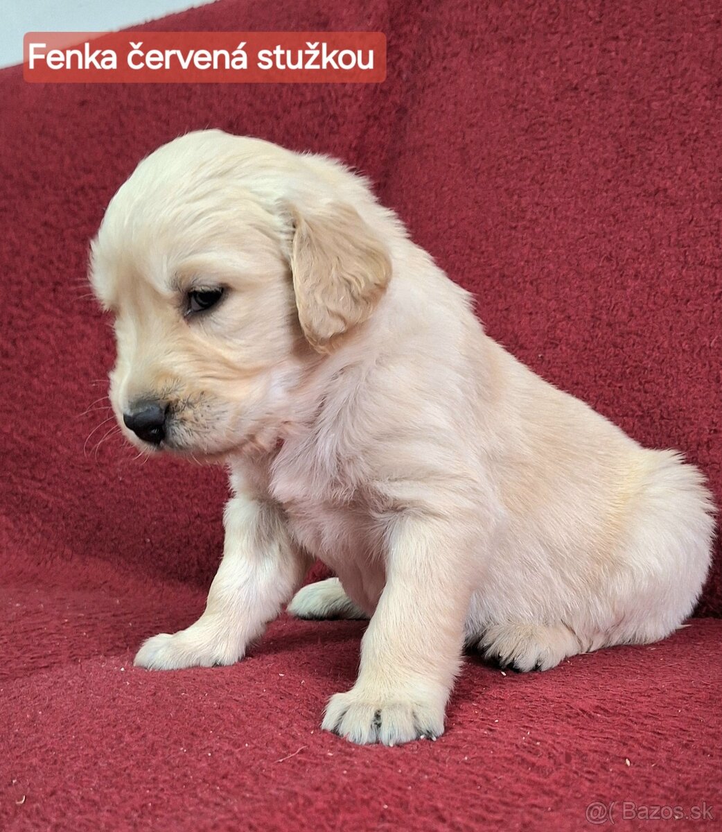 Predám Šteniatka Zlaty retriever-Golden retriever - 4