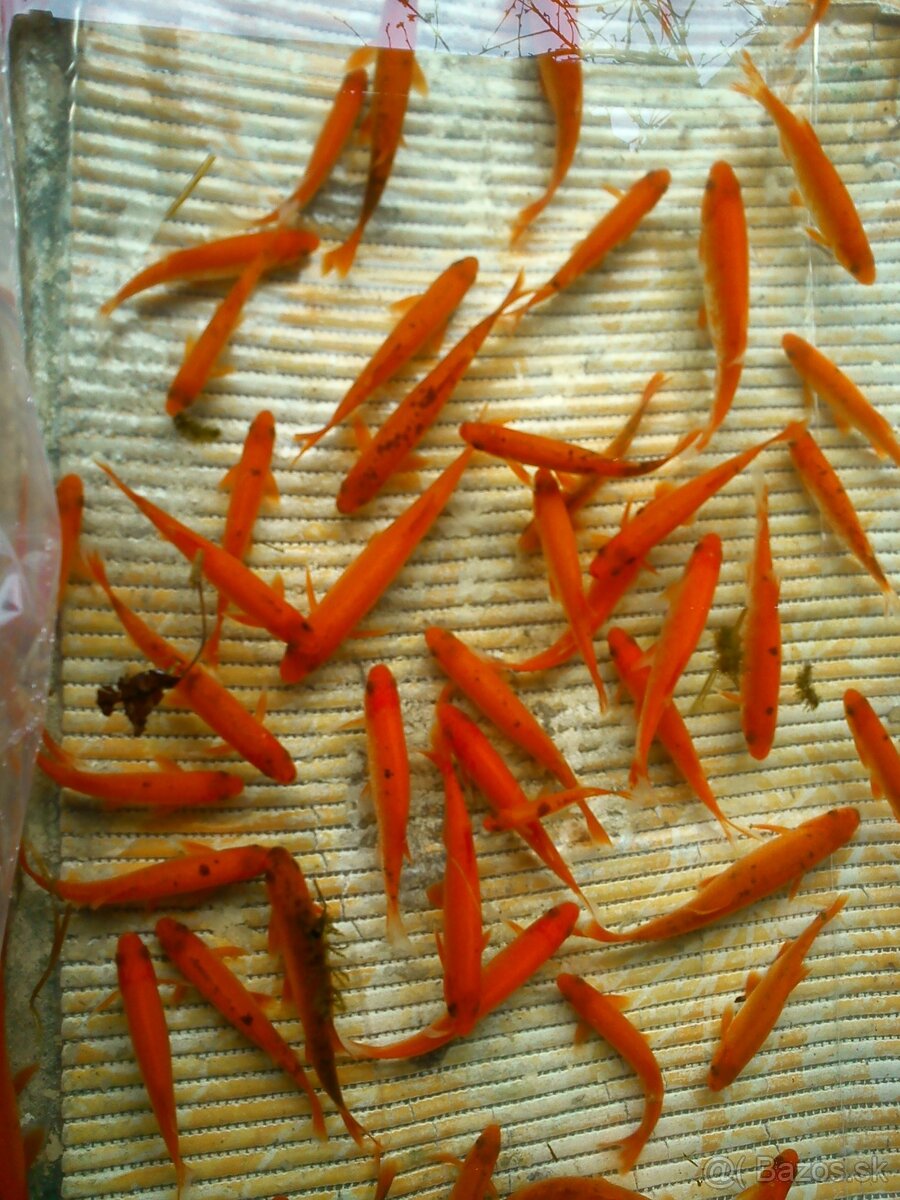 Ponukam jazierkove rybky, koi kapre, filtračné rastliny - 4