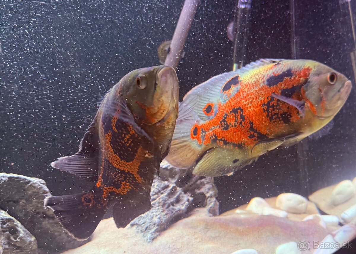 Ocelatus, cichlida pavia - 4