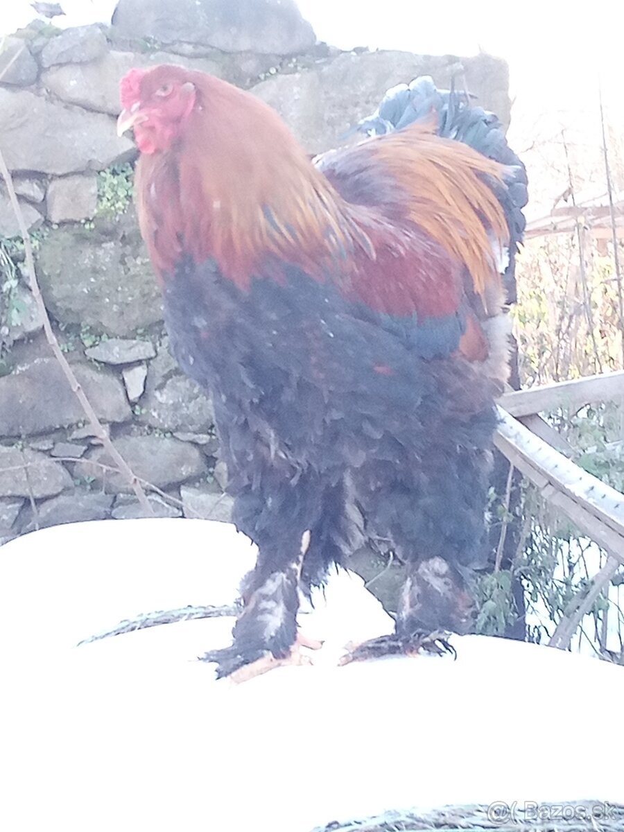 Kohút brahman jarabičí - 4