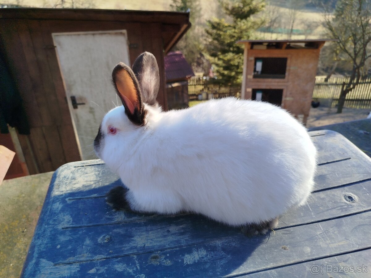Kalifornský králik - 4