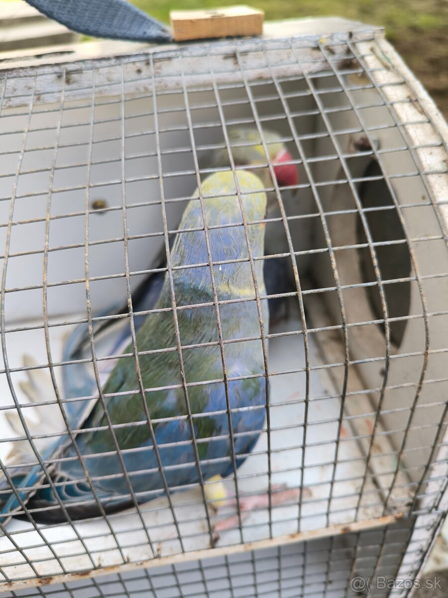 Predám papagáje - 4