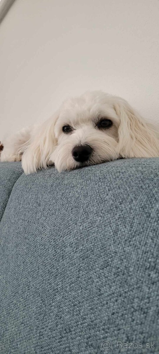 Darujeme maltipoo fenku - 4