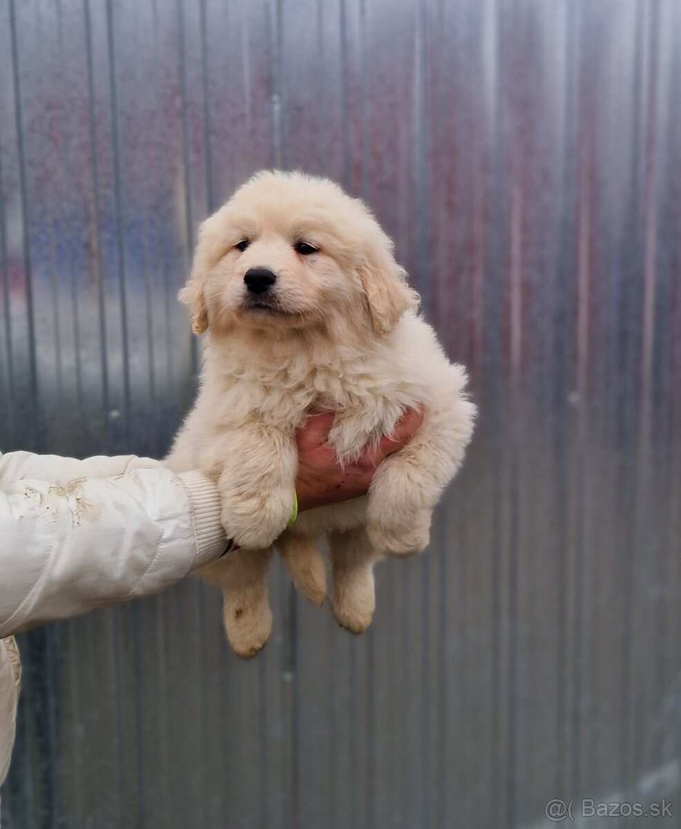 Slovenský Cuvac - 4