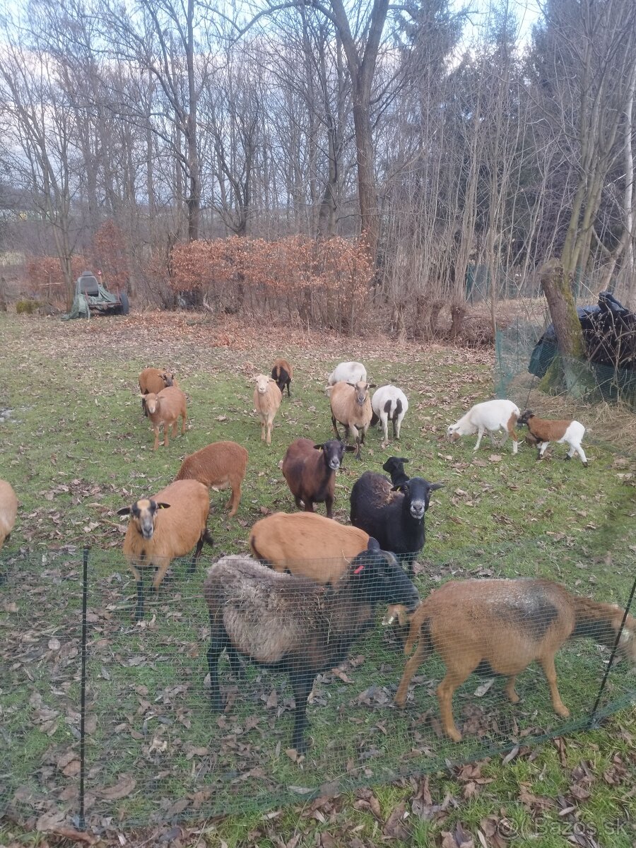 Kamerunské ovce - 4