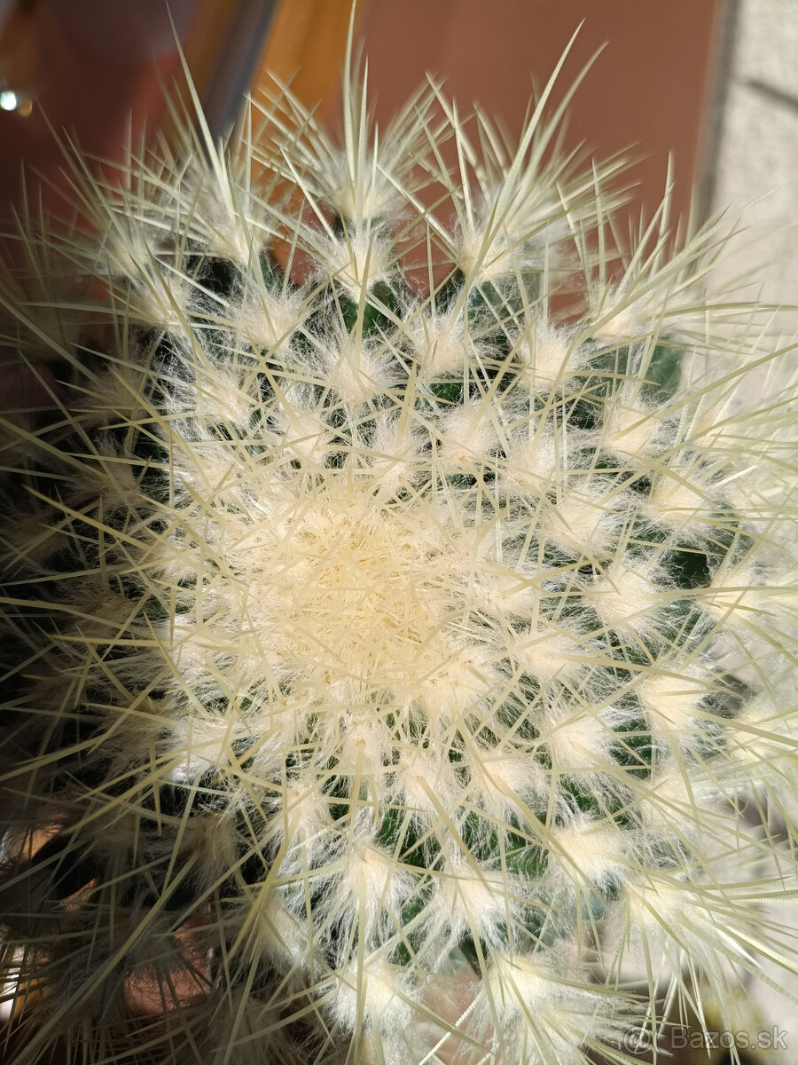 Echinocactus Grusonii - kaktus - 4