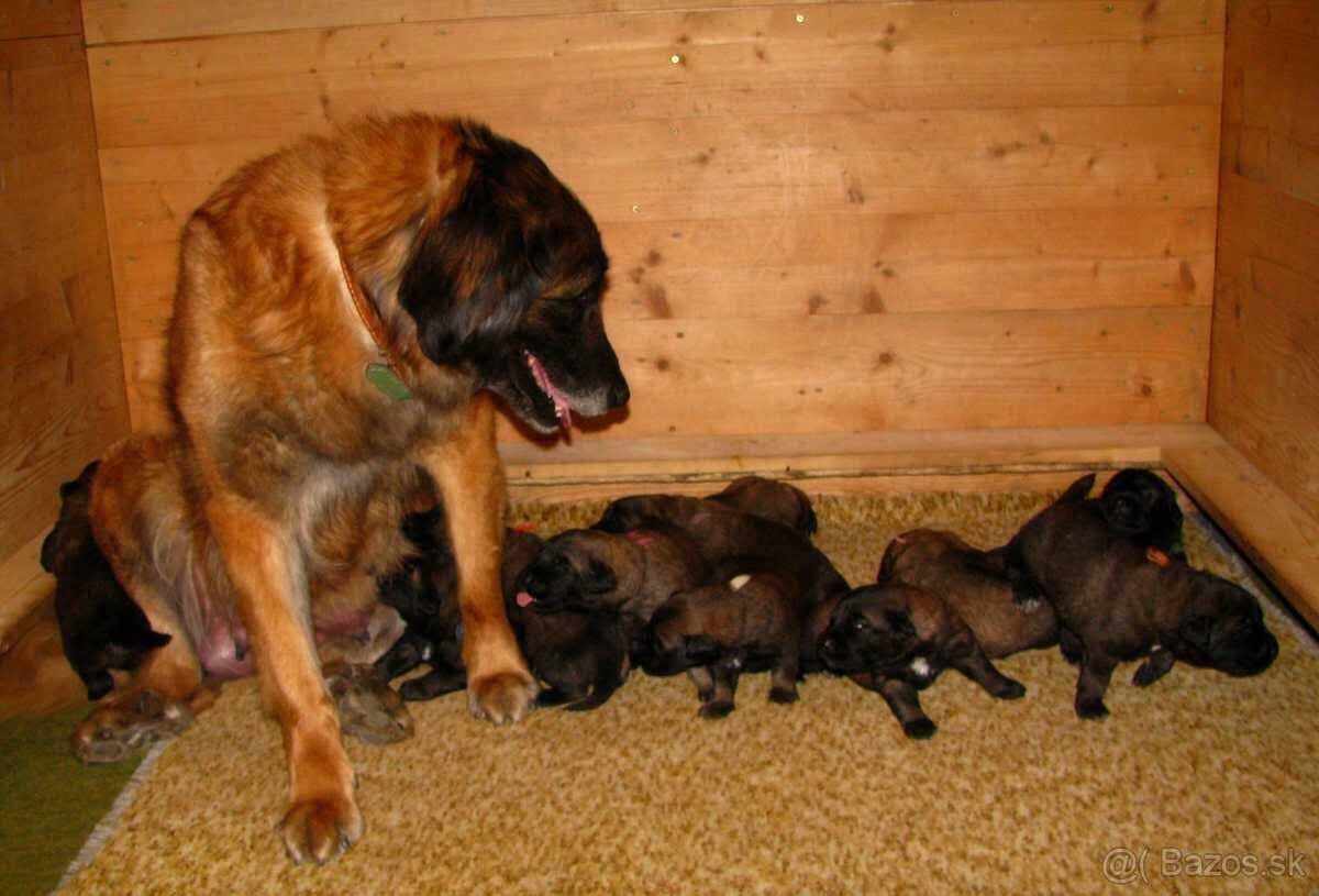 Búda na odchov šteniat - 4