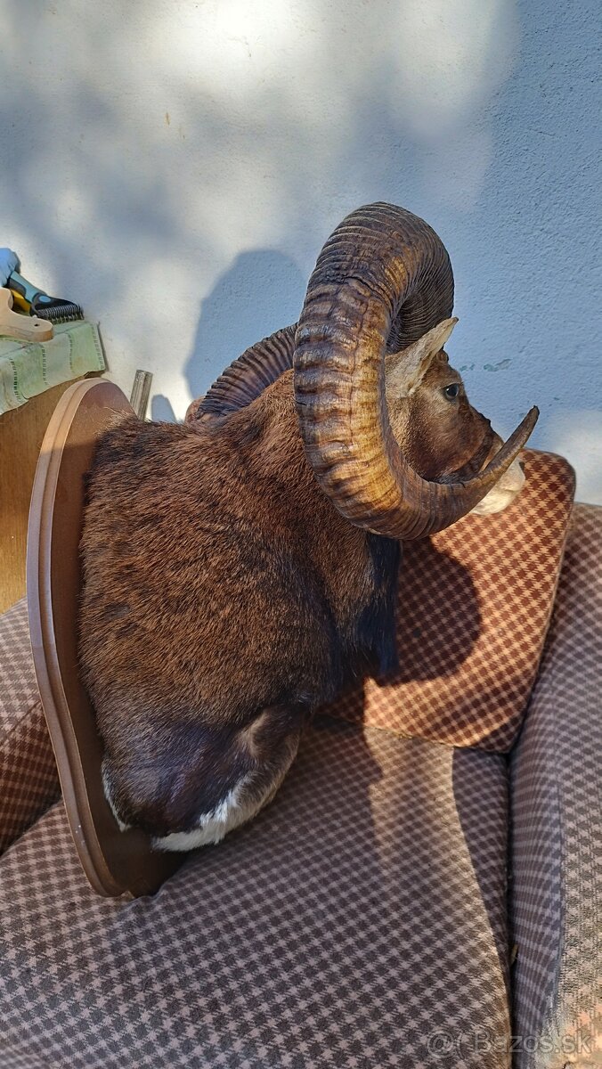 Predám preparát zlatého muflona. Parožie zhody trofeje. - 4