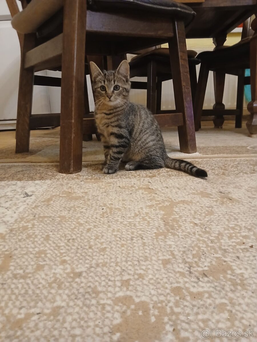 Darujem mačiatko - 4