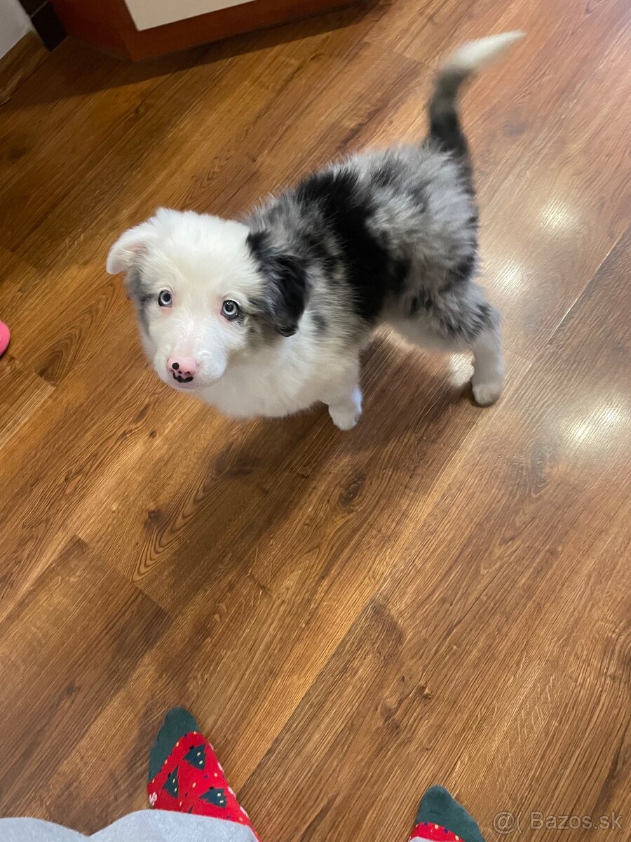 Border kólia šteniatko - 4