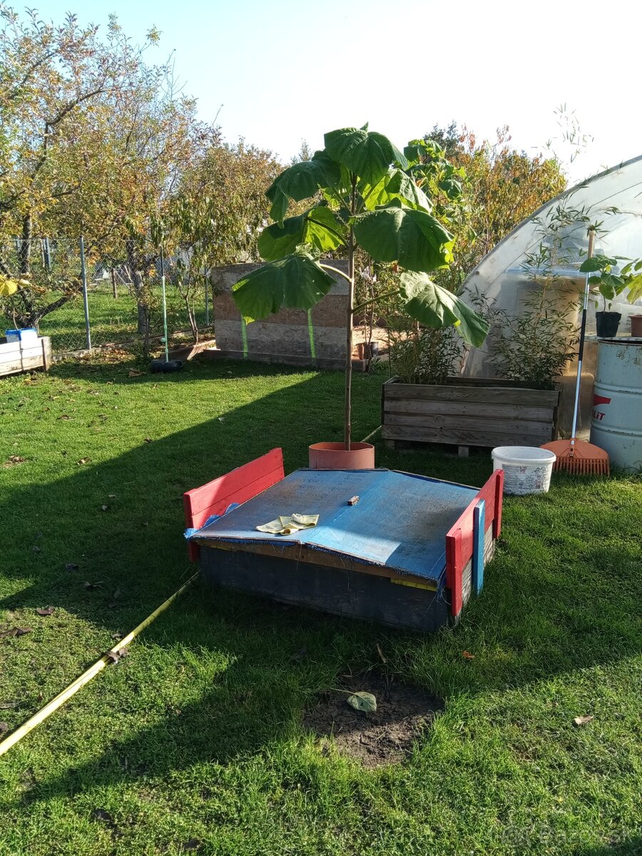 Semienka a podpniky Paulownie Shan Tong 100-kus - 4