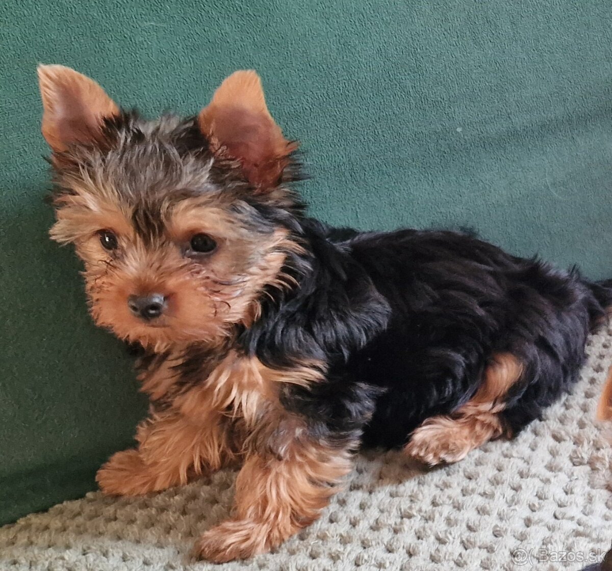 yorkshírsky terrier - 4
