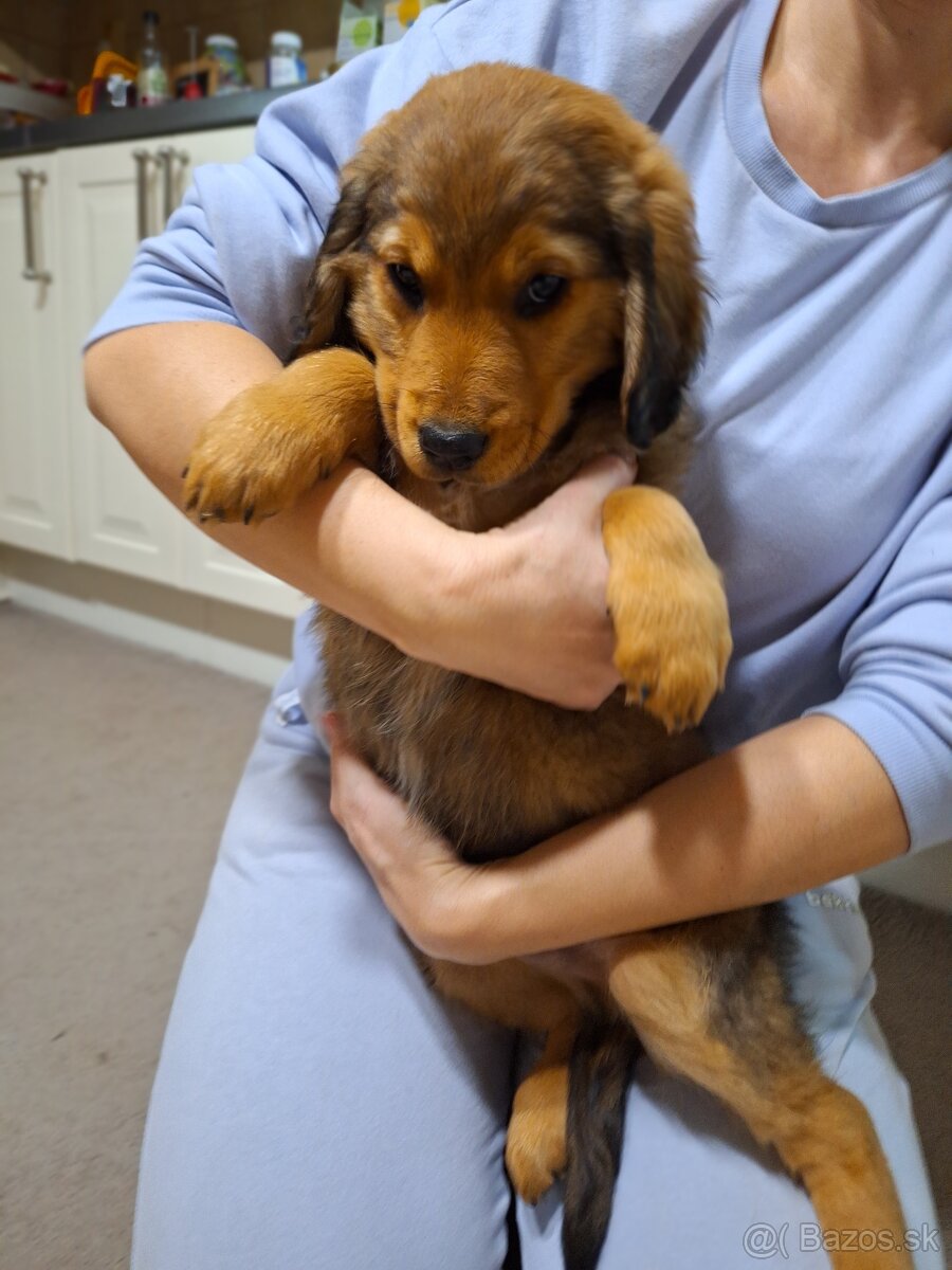 Darujeme šteniatka - 4