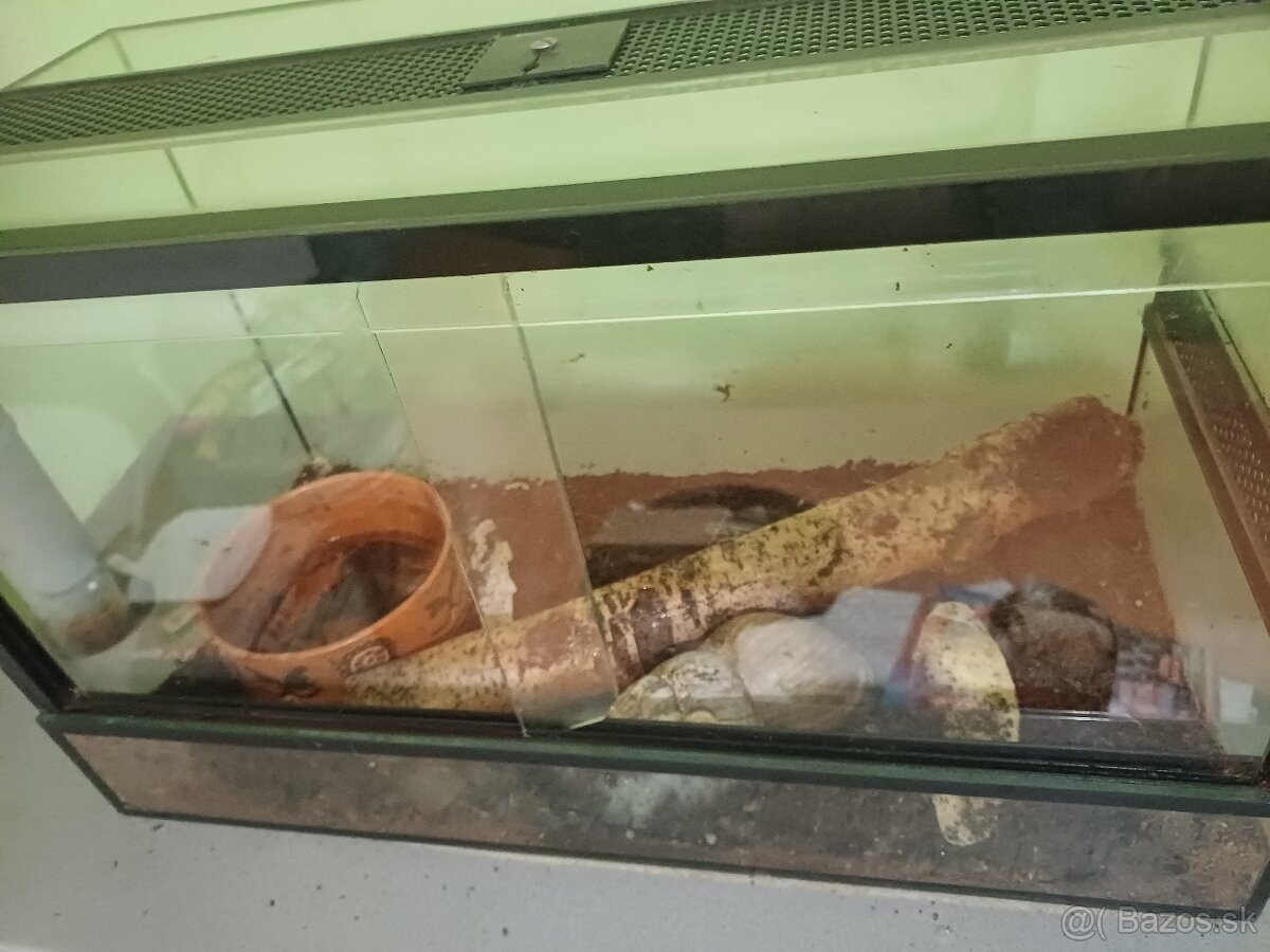 Africký slimák spolu s teráriom - 4