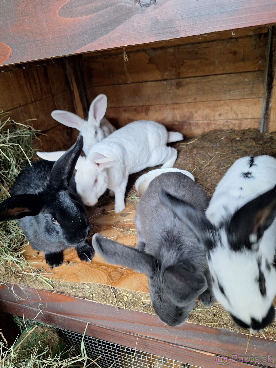 Predám krásne králiky . - 4