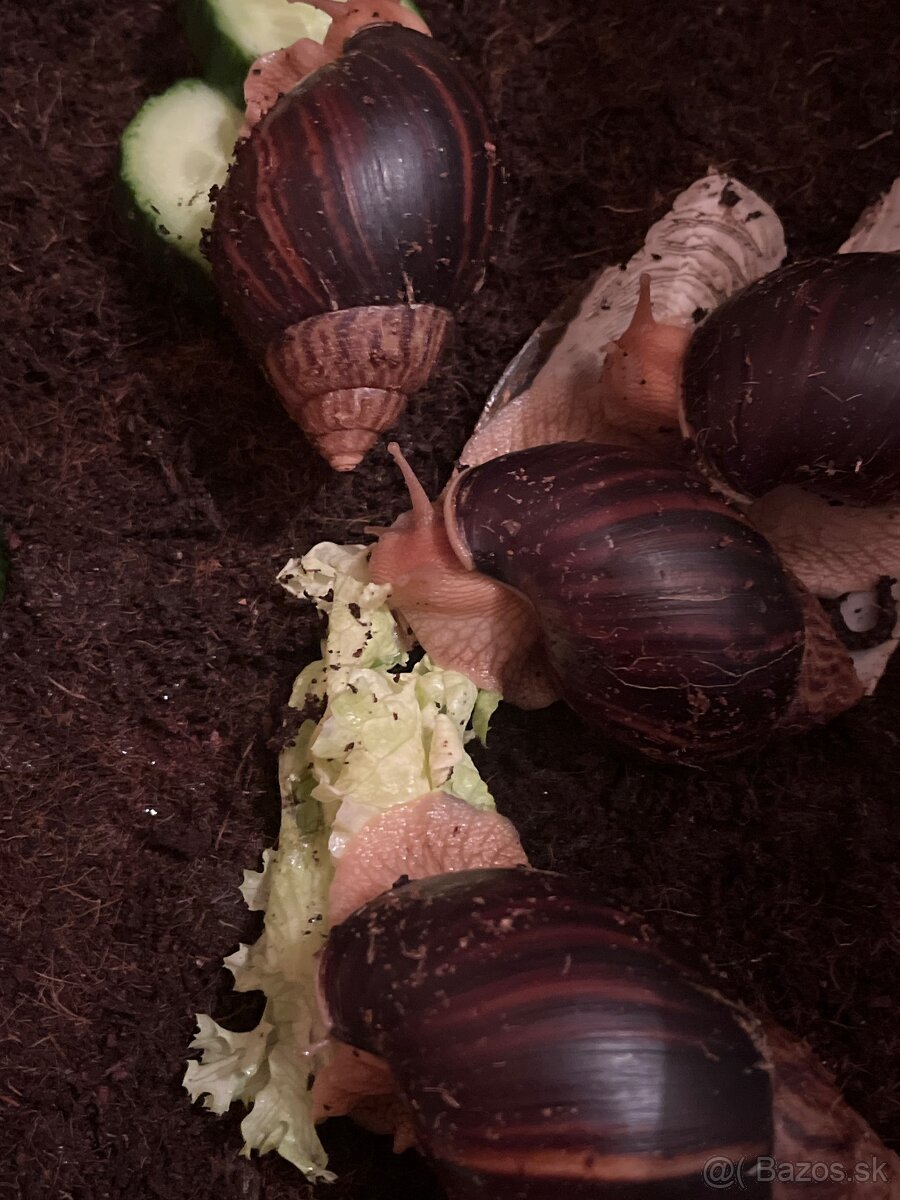 Slimák africký - 4