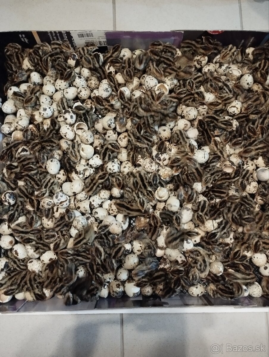 Japonské prepelice - 4