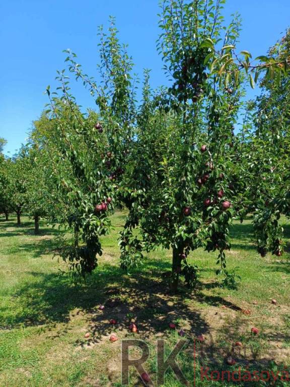 Pozemok na výstavbu domu 1 586 m2, Maďarsko- Göncruszka - 4