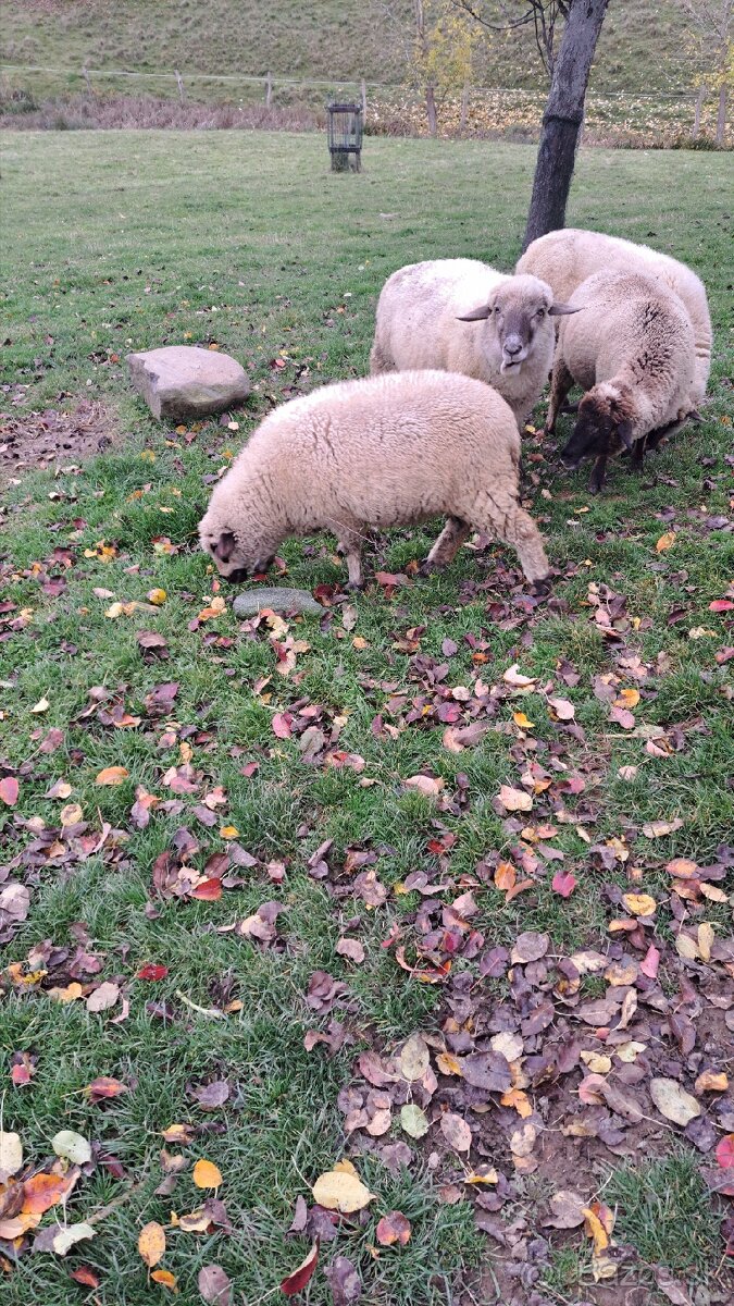 Predám jahnicky - 4