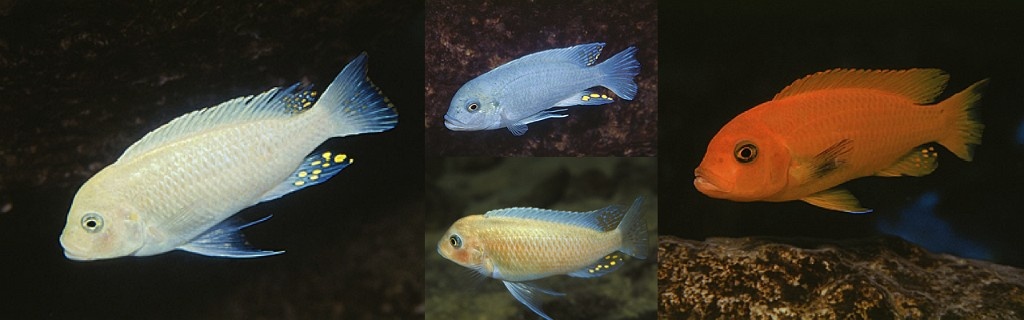 Africké cichlidy - 4