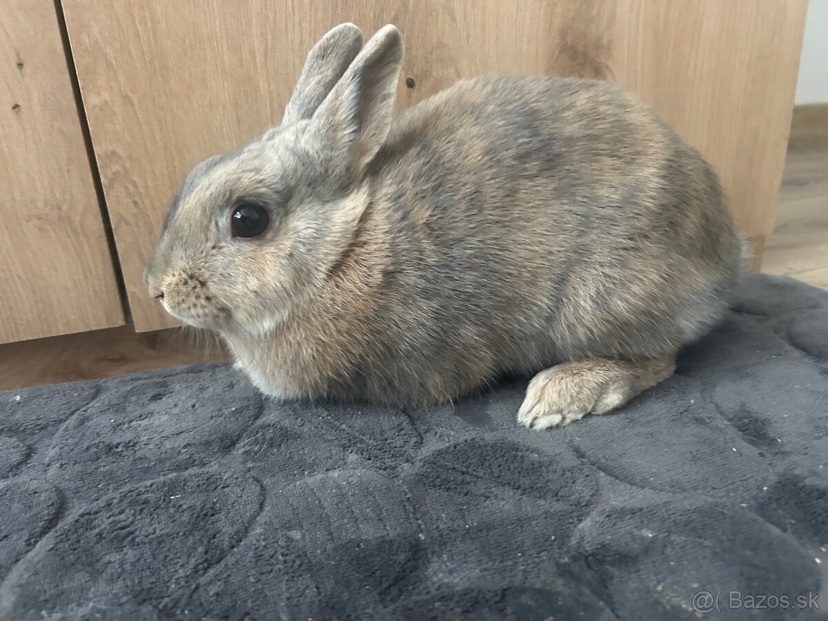 Darujem samicu kralika - 4