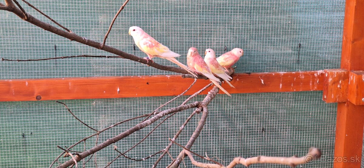 Neofema Bourkova Rubino - 4