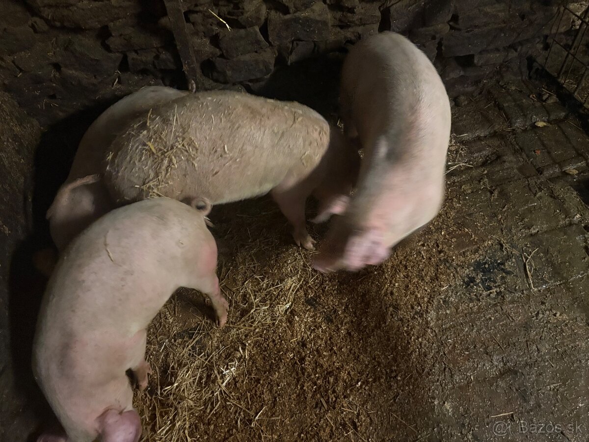 Predám prasiatka 50-60 kg - 4
