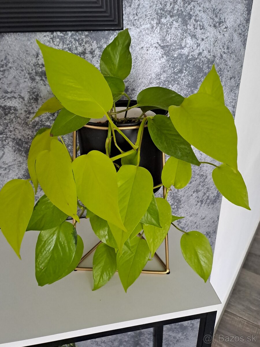 Izbové rastliny, sadeničky - 4