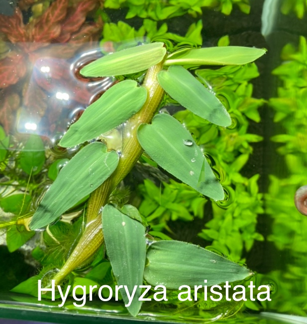 PLÁVAJÚCE AKVÁRIOVÉ a JAZIERKOVÉ RASTLINKY - 4