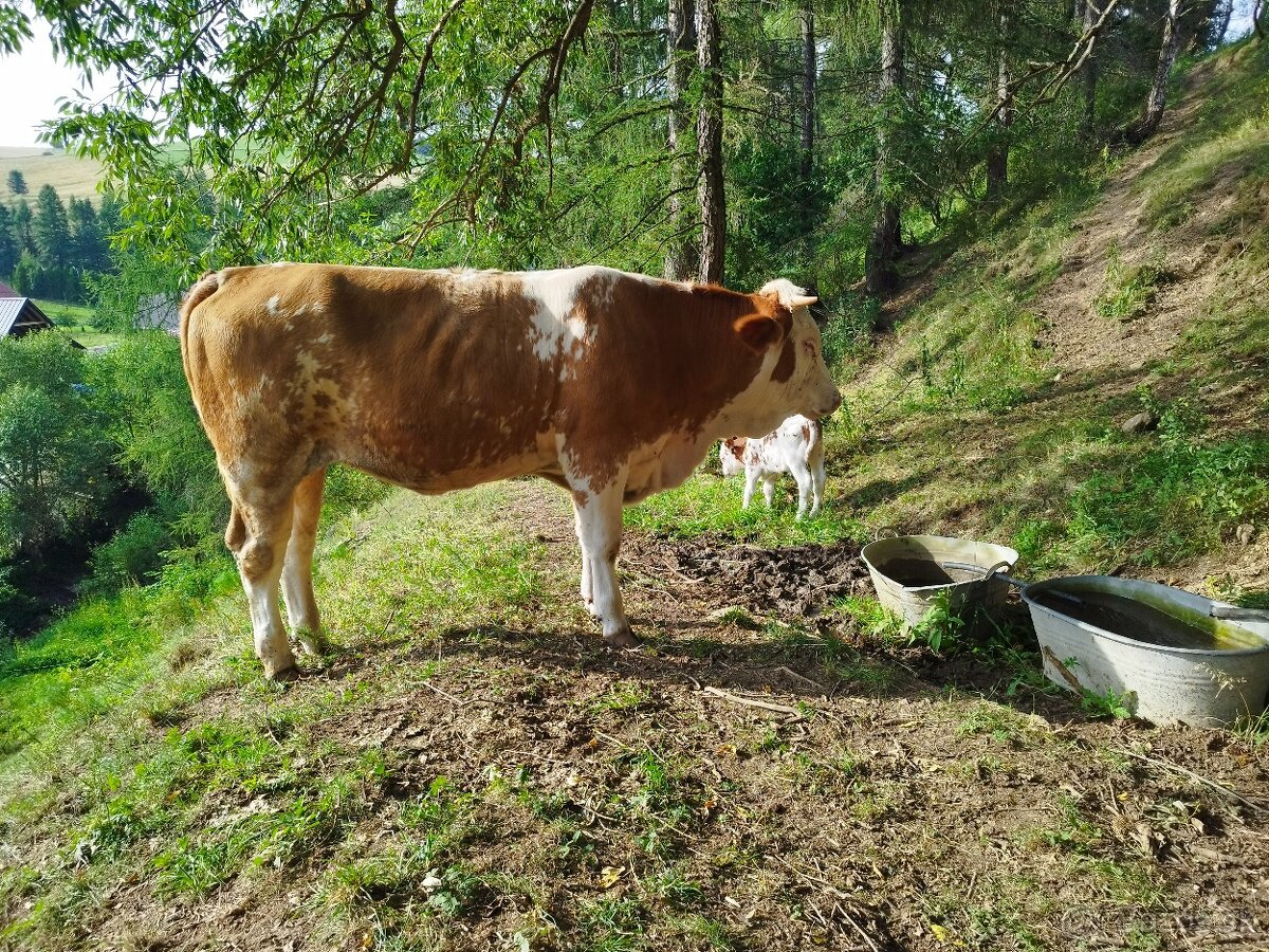 Jalovica Slovenska Strakata - 4