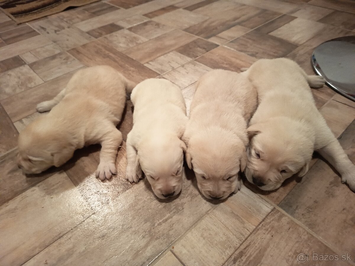 Labradorsky Retríver Labrador - 4